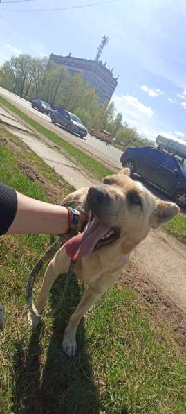 Фаичка ищет дом в Москве фото 7