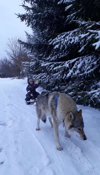Шенки чехословацкий влчак в Москве фото 4