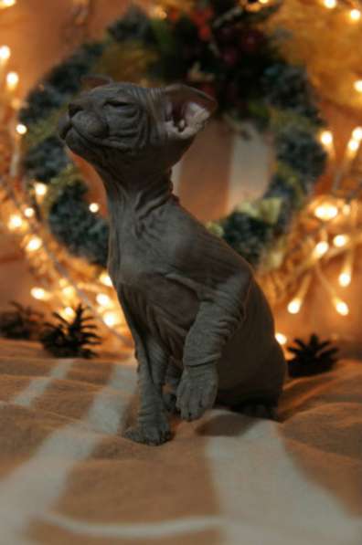 Профессиональный питомник SOUMBIKE предл в Санкт-Петербурге фото 8