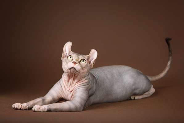 Питомник канадских сфинксов, эльфов, бамбино в Самаре фото 11