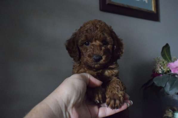 Щенки Пудель в