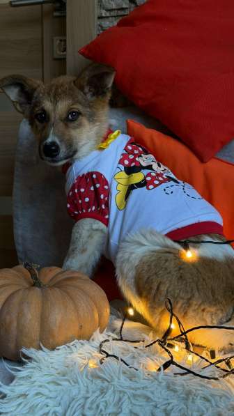 Очень красивые щенки в Санкт-Петербурге фото 3