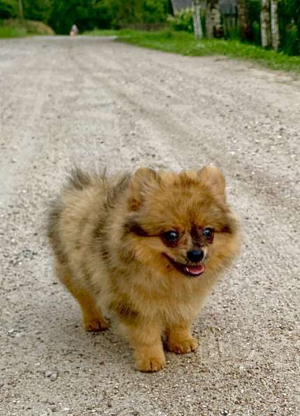 Щпиц в Санкт-Петербурге