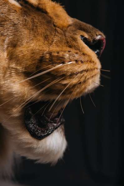 Берберийский черногривый лев (муляж) в Москве фото 3