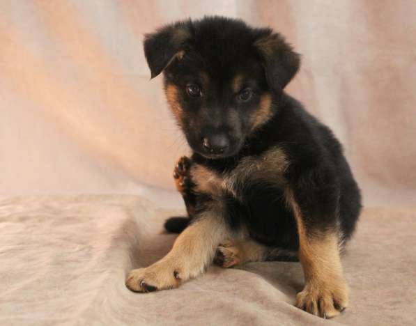 Малюсенькие красивые щеночки ищут дом в Санкт-Петербурге фото 4