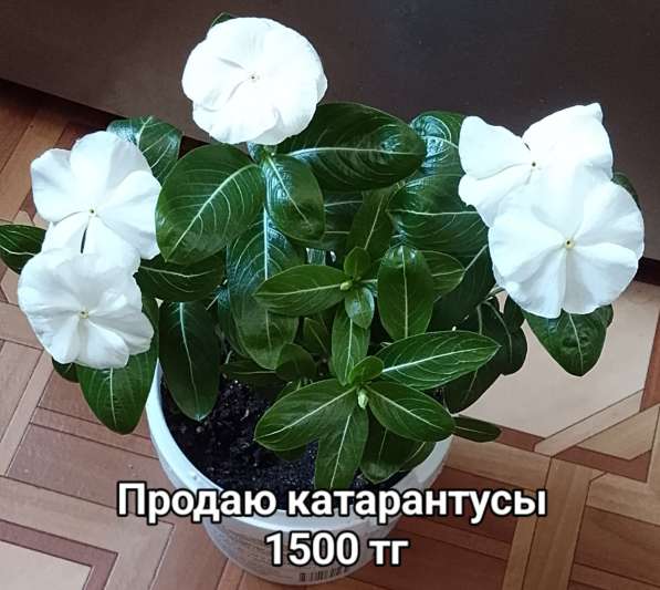 Катарантусы разных расцветок продаю в фото 30