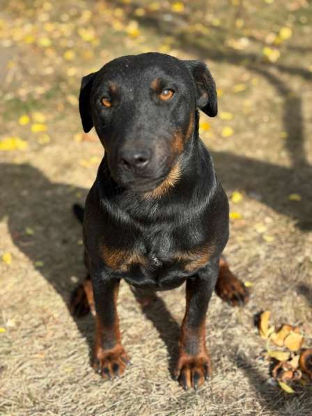 Щенки ягдтерьера в Пензе фото 3