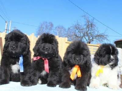 Щенки ньюфаундленда США-Франция&ndash;Дания! в Санкт-Петербурге фото 7