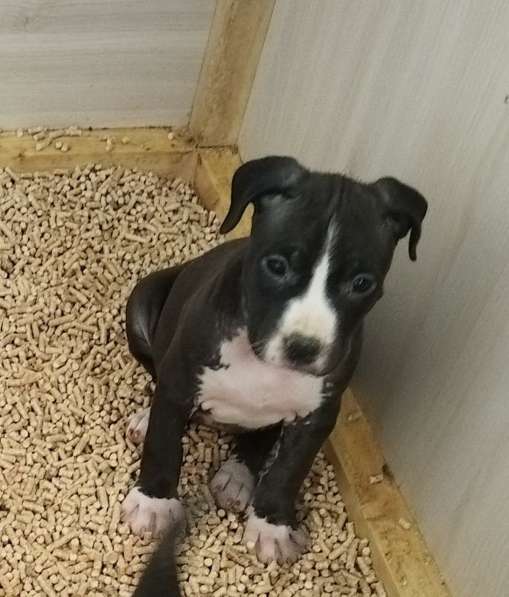 Красивые щенки Амстаффтерьера ркф 2 месяца в Москве