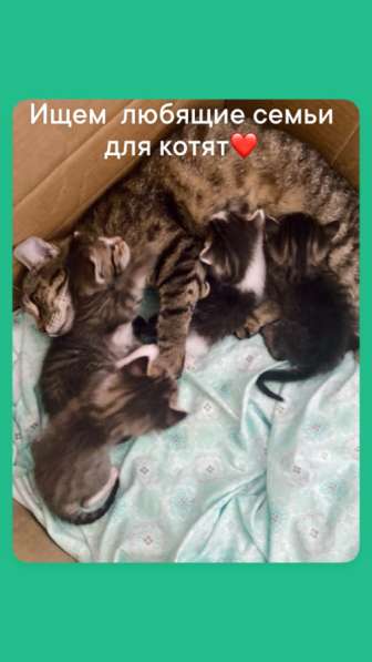 Отдам в добрые руки котят в Сочи