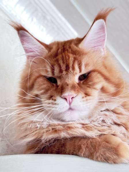 Large Maine Coons в Москве фото 7