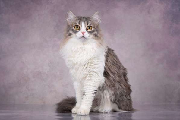 Пушистая девочка Снежа ищет свой дом! в Москве фото 3