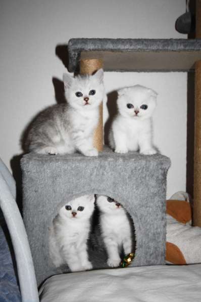 Шотландский кот на вязку в фото 5