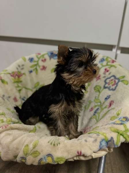 Щенки йоркширского терьера в Орле фото 3