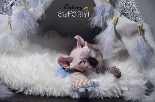 Котята Sphynx, Elf, Bambino, DWELF в 