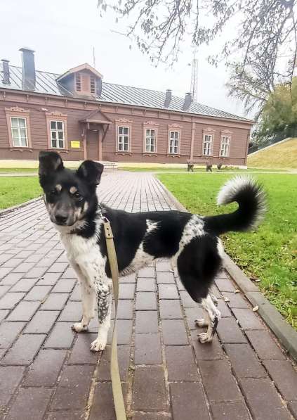 Собака девочка бесплатно в Подольске фото 3