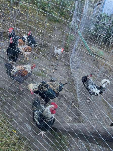 Домашняя птица