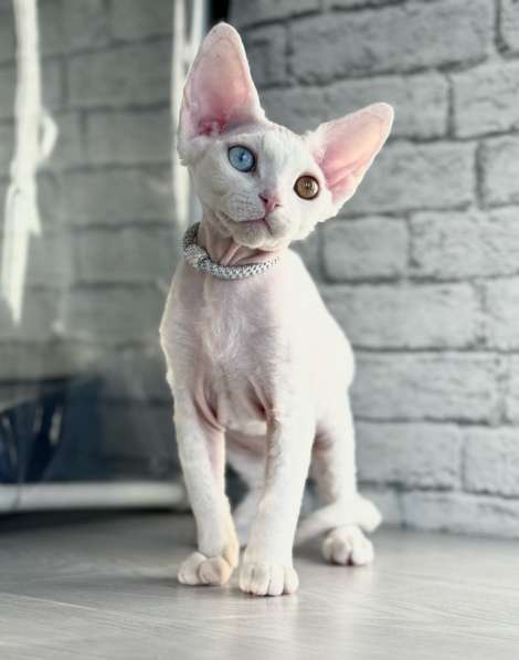 Котята девон рекс в Екатеринбурге фото 4