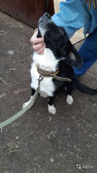 Отдаю собаку в добрые руки в Саратове фото 18