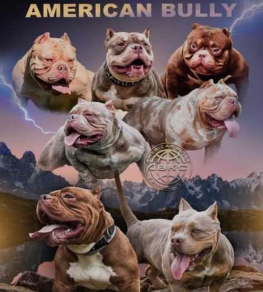 Шикарные щенки American Bully Poket в фото 6