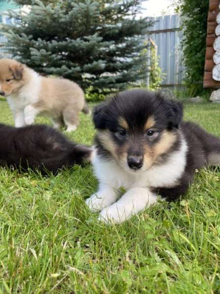 Щенок колли длинношёрстный в Екатеринбурге фото 39