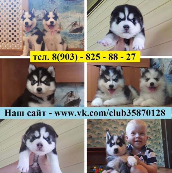 Щеночки черно-белые голубоглазые хаски-милашки в Архангельске