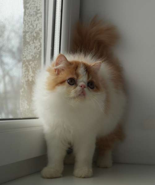 Персидский котенок продается в Казани