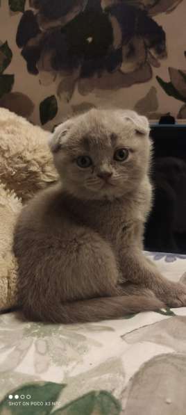 Шотландские котята в фото 4