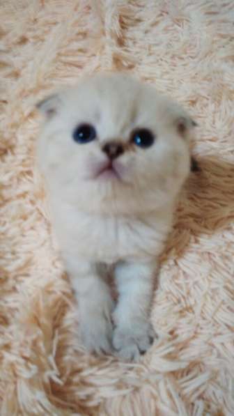 Котята девочки серебро в Пятигорске фото 15