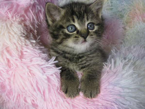 Котята!!! Открыты к резерву в фото 14