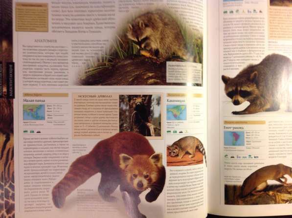 Иллюстрированная энциклопедия животных всего мира в Новосибирске фото 3