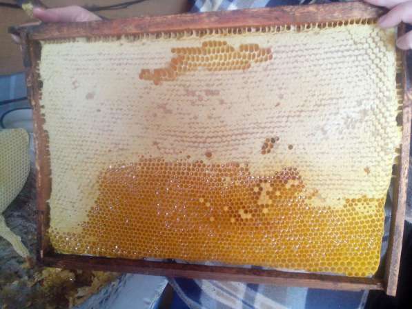 Мед в сотах на пчелиной рамке