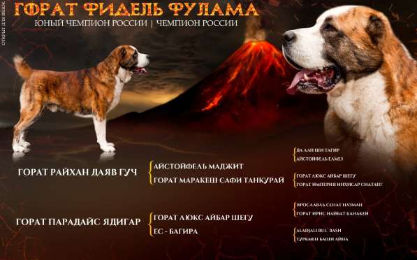 Вязка в Москве фото 7