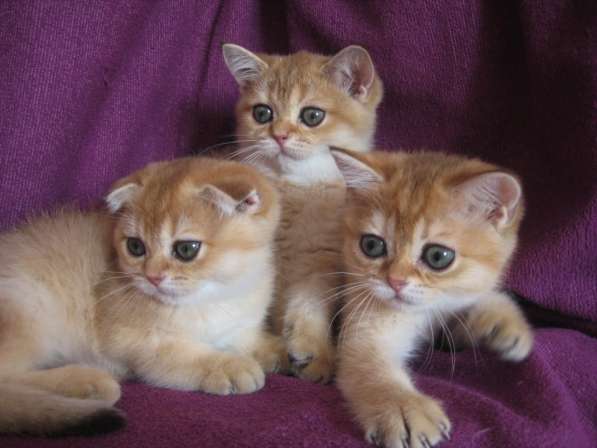 Золотые шотландские котята в Казани фото 10