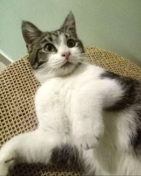 Котенок в добрые руки. Тошка-добрая душа в Москве фото 25