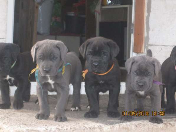 Малыши Корсики 3 мес в Москве фото 6