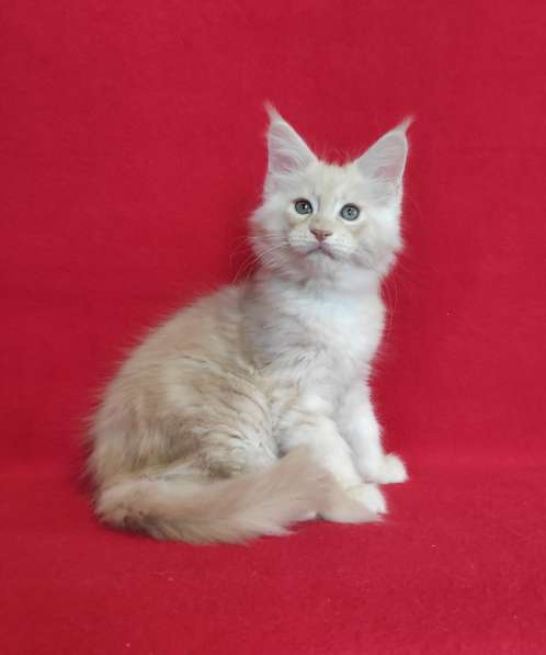 Котики мейн-кун из питомника в Владимире фото 21