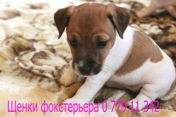 Я - ФОКСТЕРЬЕР маленький шикарный щенок от клубной вязки в фото 7