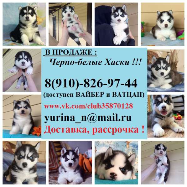 Сибирские хаски