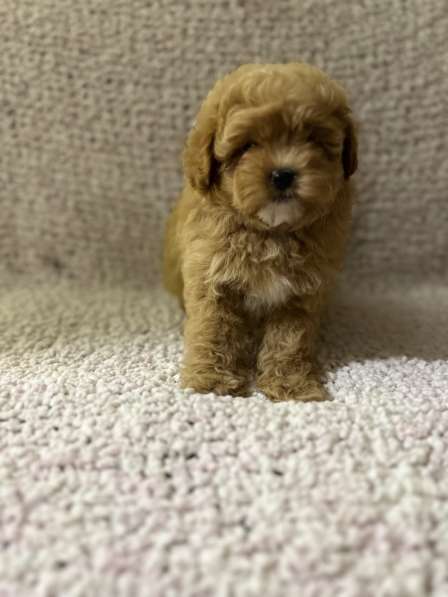 Мальтипу F - 1 в фото 3