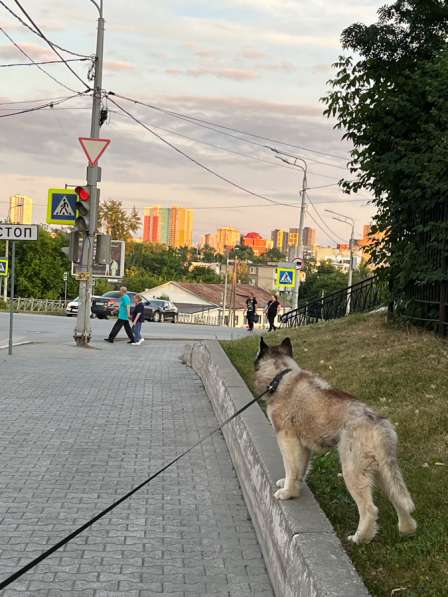 Выгул собак в Перми