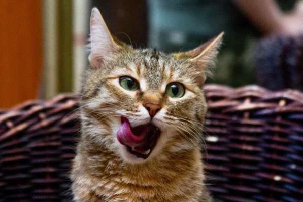 Полосатая кошечка Карамелька в добрые руки в Москве фото 18