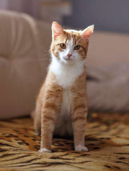 Ласковое солнышко Яша,домашний котик подросток в добрые руки в Москве фото 3