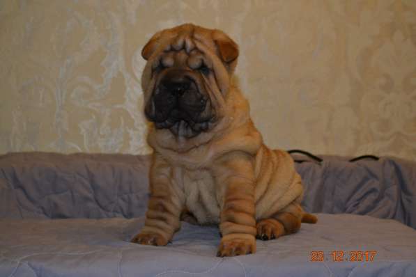 Щенки Шар-пея в Москве фото 7
