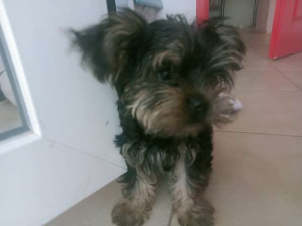 Щеночек йоркширского терьера в фото 4