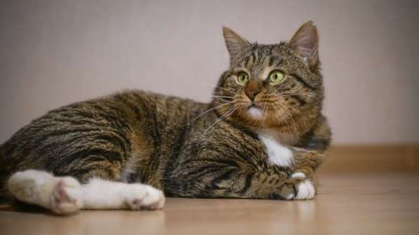 Вальяжный Боб в Москве фото 27