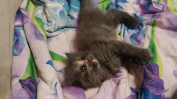 Продам пушистую красавицу с серебристым подшерстком в Санкт-Петербурге фото 8