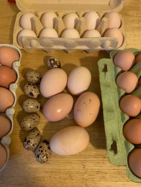 Яйцо куриное домашнее в Дедовске