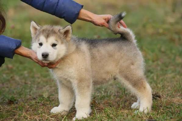 Щенки аляскинского маламута в Москве