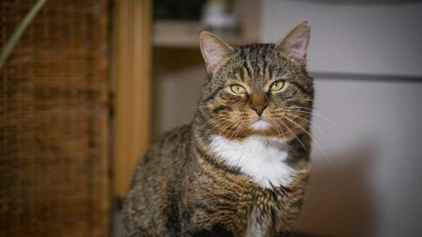 Вальяжный Боб в Москве фото 26